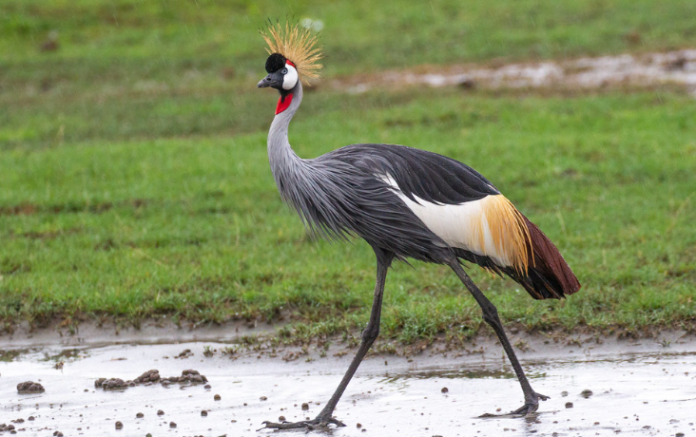 crested crane